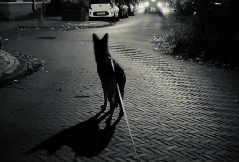 Photo of Kasper (Mountain Dew Phillip), a Saarloos Wolfdog  in Harderwijk, Nederland