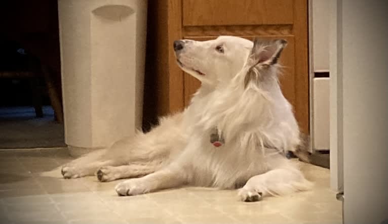 Jax, a Shetland Sheepdog and Australian Cattle Dog mix tested with EmbarkVet.com