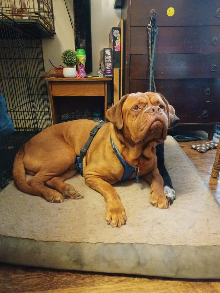 Brutis II, a Dogue de Bordeaux tested with EmbarkVet.com