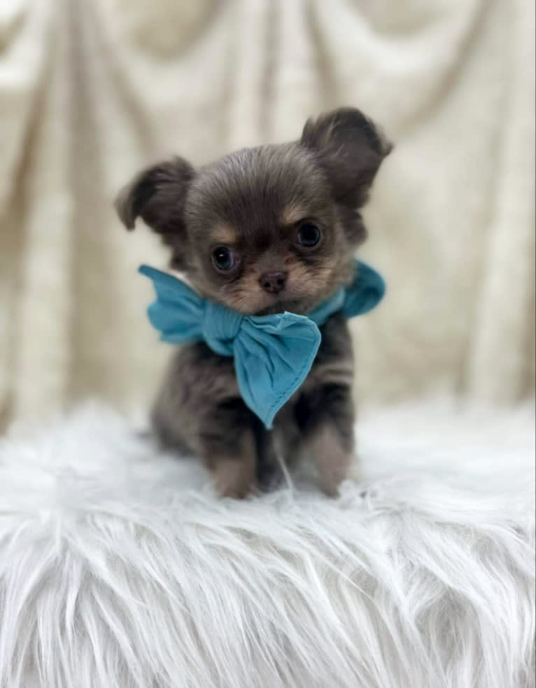 Happy, a Chihuahua tested with EmbarkVet.com