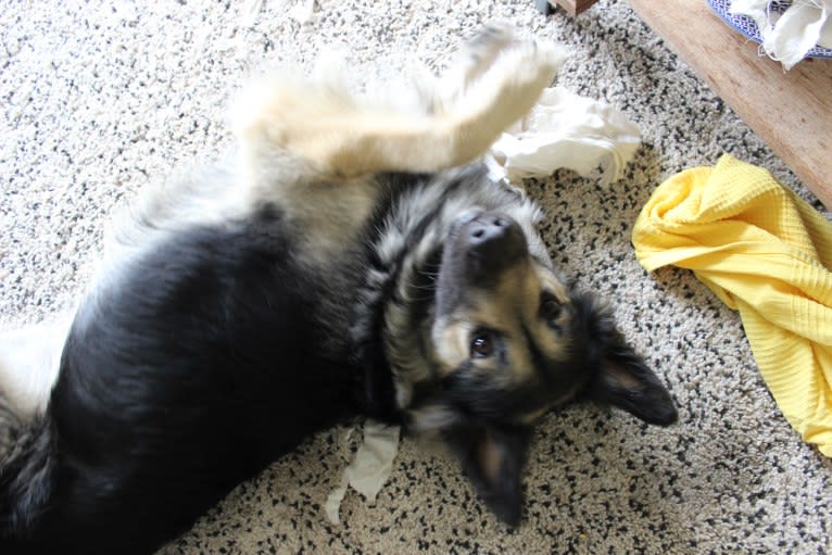 Flóki, an Eastern European Village Dog tested with EmbarkVet.com