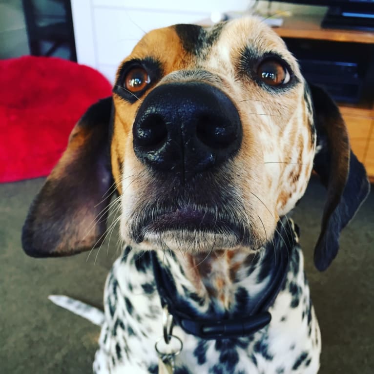 Embark Dog DNA Test Poppy gallery