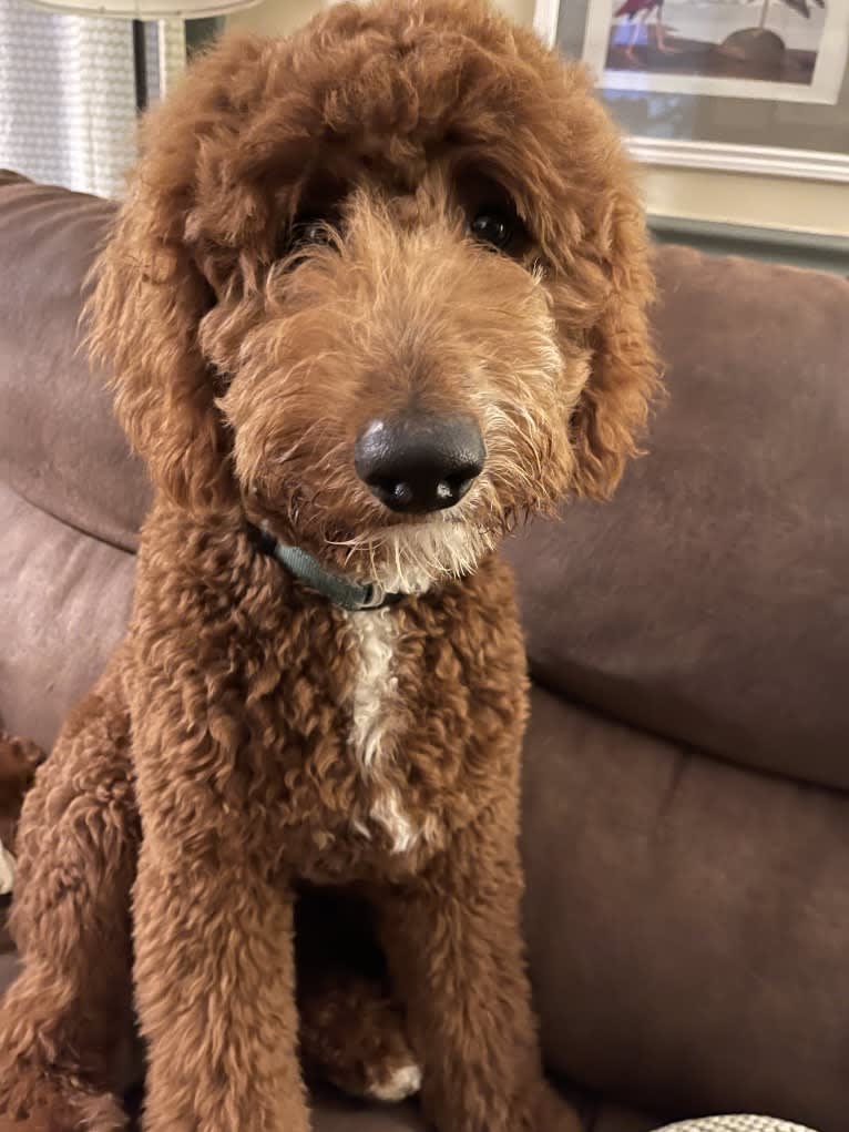 Figgy, a Goldendoodle tested with EmbarkVet.com