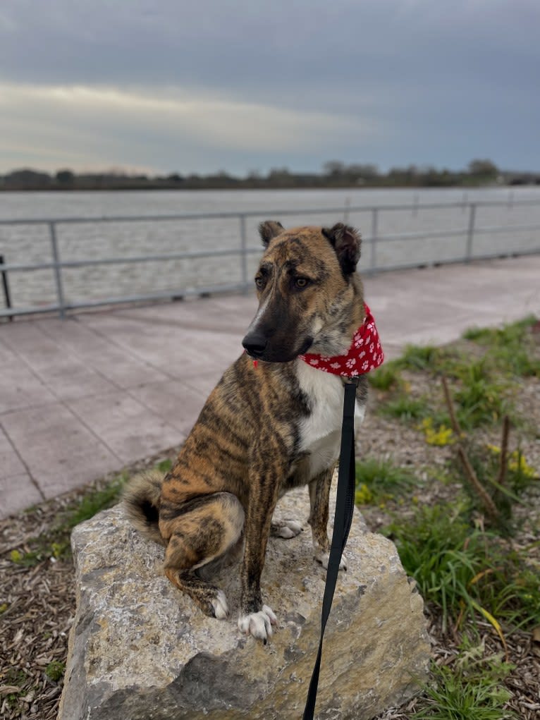 Eli, a West Asian Village Dog tested with EmbarkVet.com