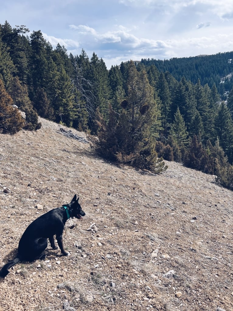 Tipsí, an Australian Cattle Dog and German Shepherd Dog mix tested with EmbarkVet.com