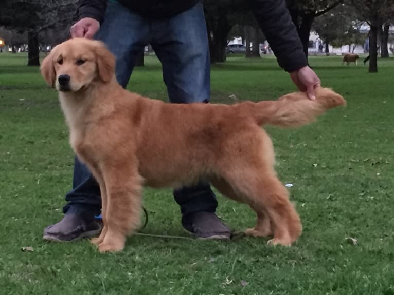 LIBERTY HENNA LISKA, a Golden Retriever tested with EmbarkVet.com