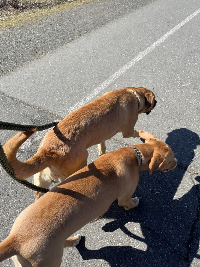 Her name is Sage, an American Bulldog and Labrador Retriever mix tested with EmbarkVet.com