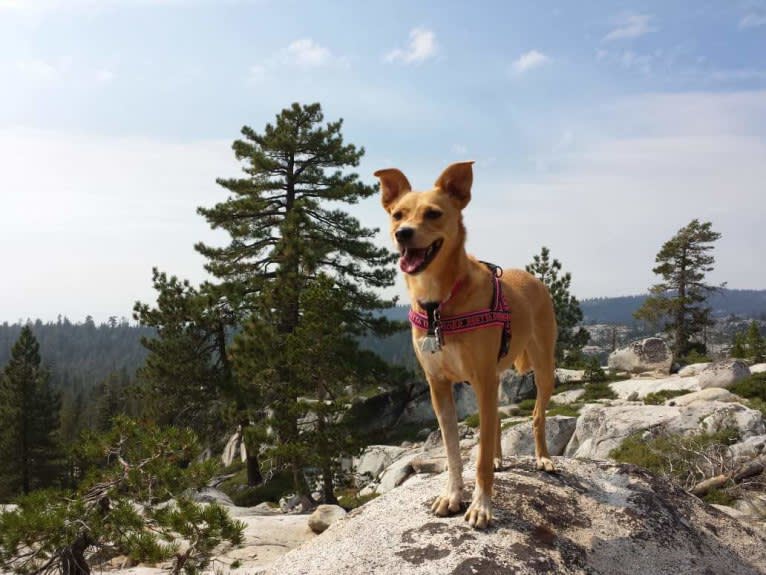 Zoe, an Australian Cattle Dog and Rat Terrier mix tested with EmbarkVet.com