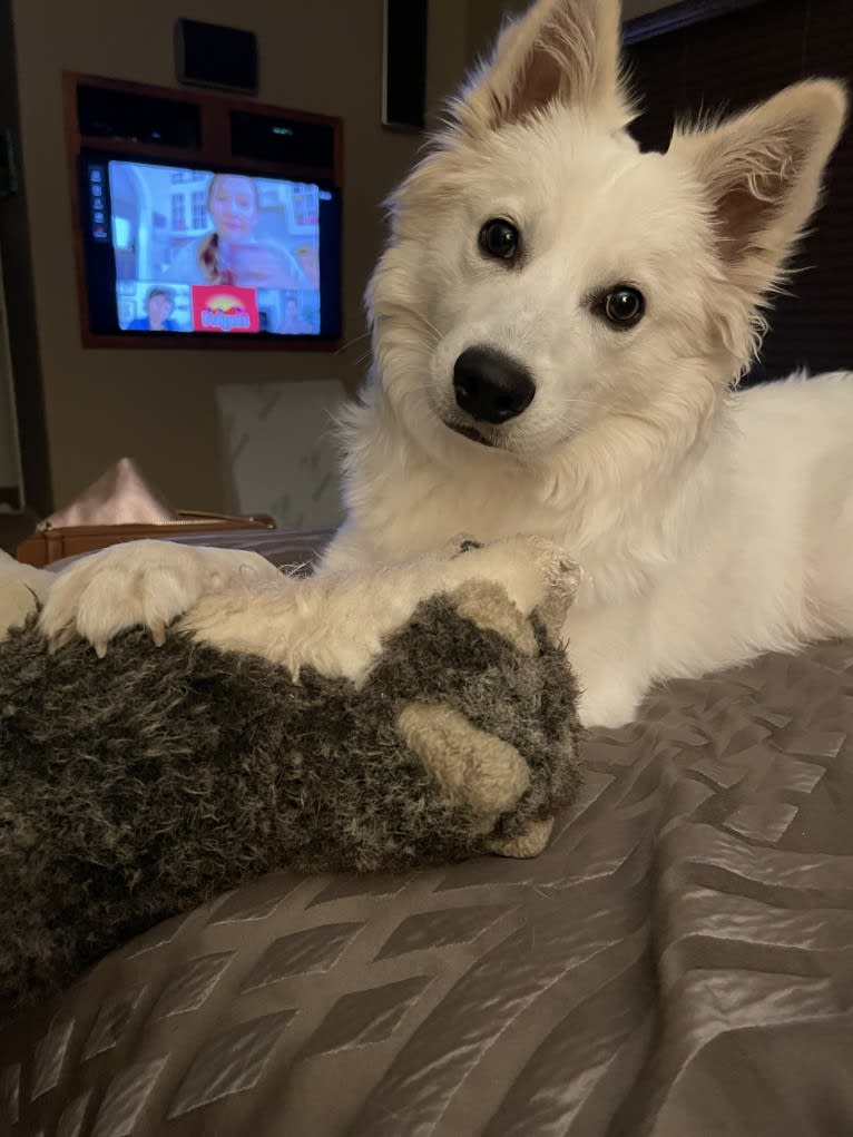 Bolt Sanford, an American Eskimo Dog tested with EmbarkVet.com