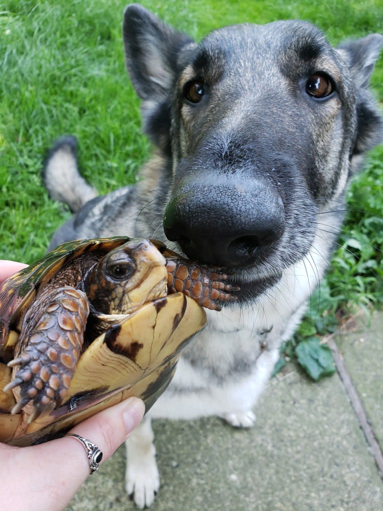 Balto, a German Shepherd Dog tested with EmbarkVet.com