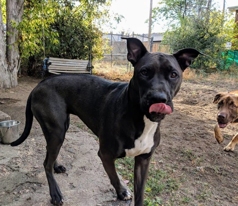 Andromeda, an American Pit Bull Terrier and Boxer mix tested with EmbarkVet.com