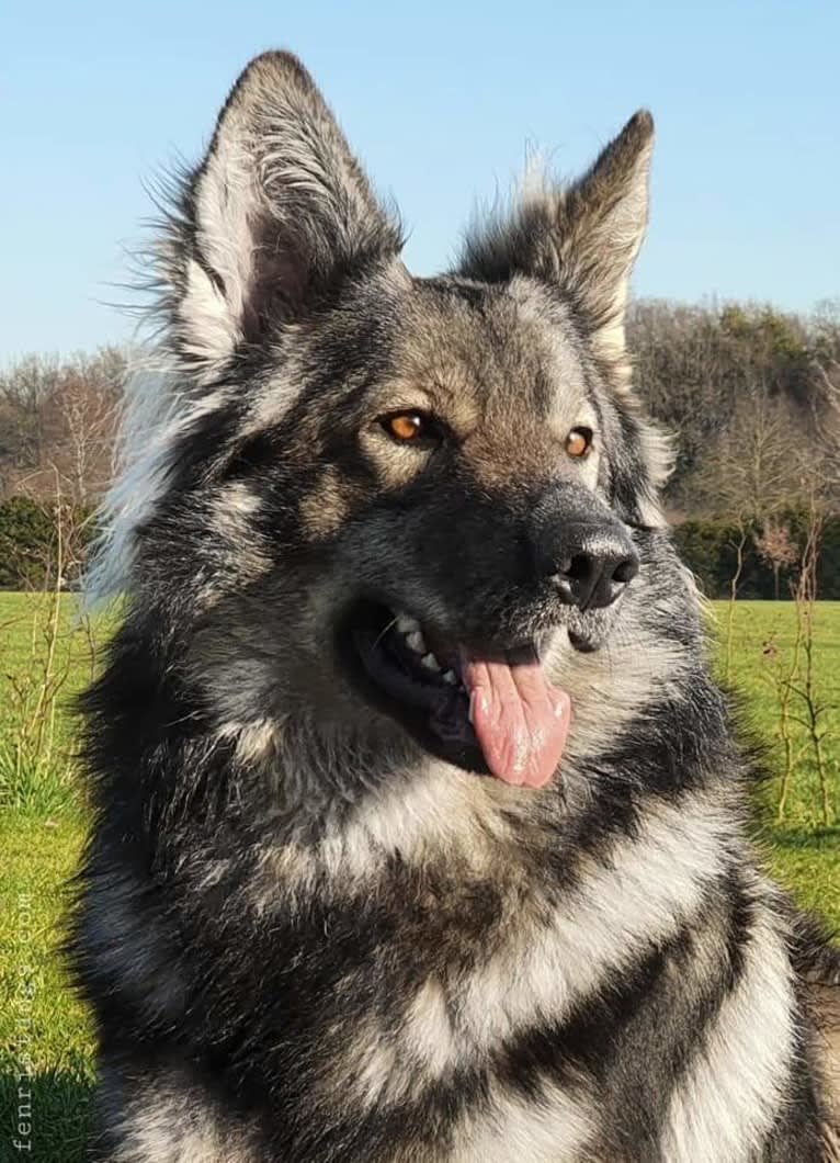 OZAI, a German Shepherd Dog tested with EmbarkVet.com