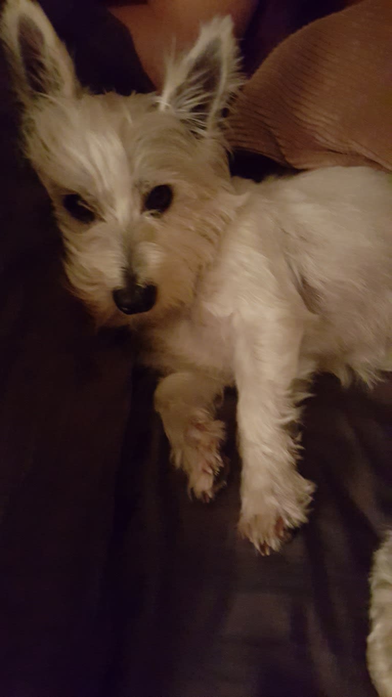 Riley, a West Highland White Terrier tested with EmbarkVet.com