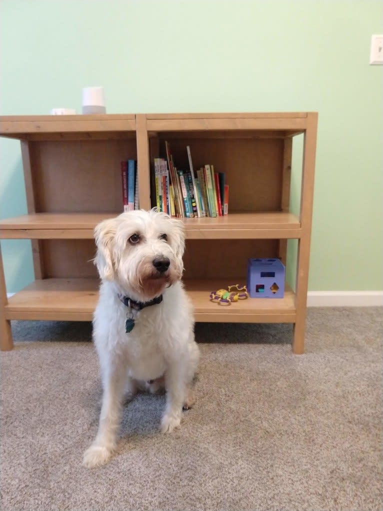 Cam, a Miniature Schnauzer and Cocker Spaniel mix tested with EmbarkVet.com