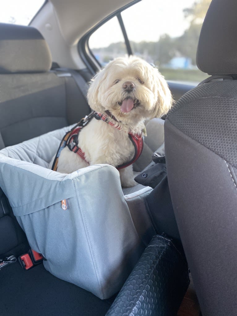 Ollie, a Lhasa Apso tested with EmbarkVet.com