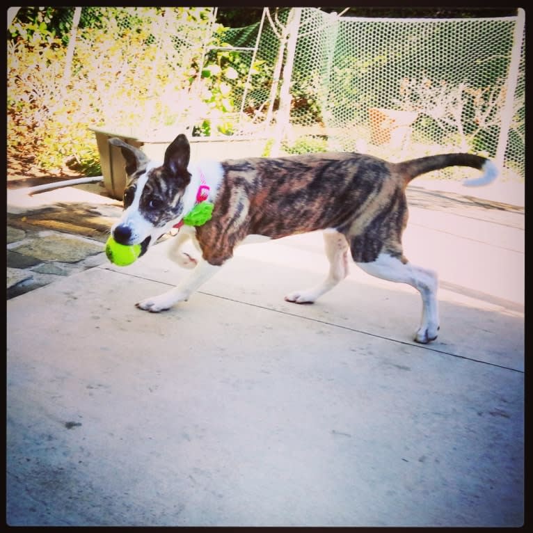 Maeby, an American Pit Bull Terrier and Chow Chow mix tested with EmbarkVet.com