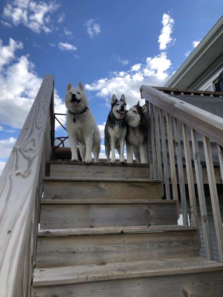 Recon, a Siberian Husky tested with EmbarkVet.com