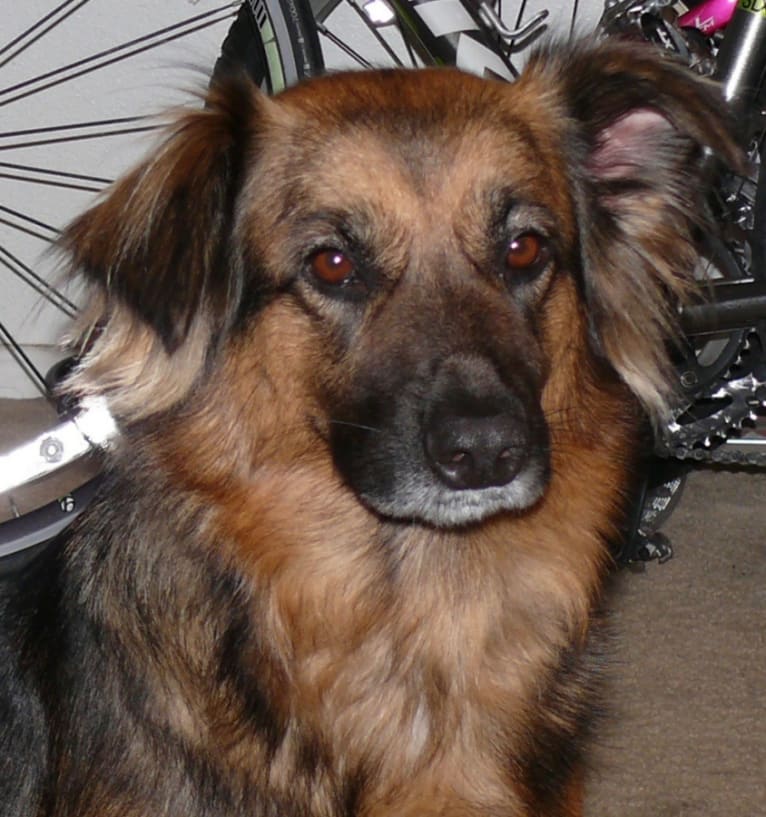 Kira, a German Shepherd Dog and Labrador Retriever mix tested with EmbarkVet.com