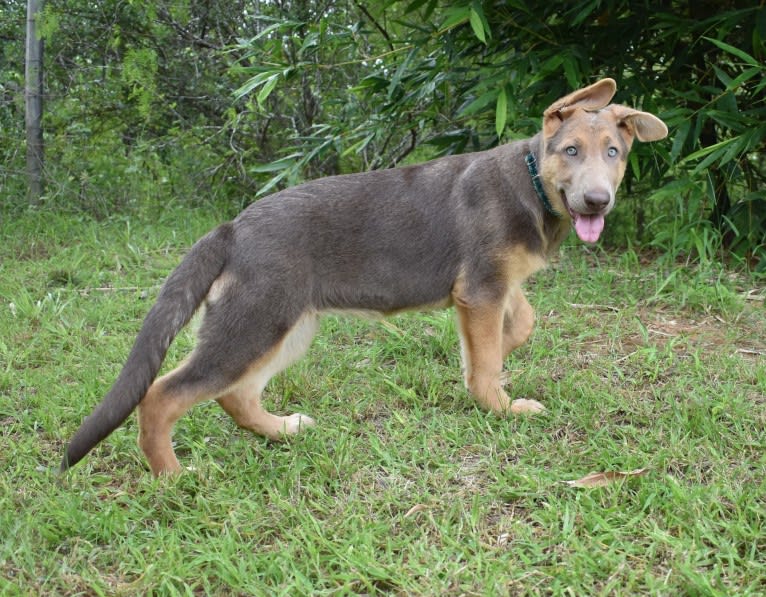 Bella, a German Shepherd Dog tested with EmbarkVet.com