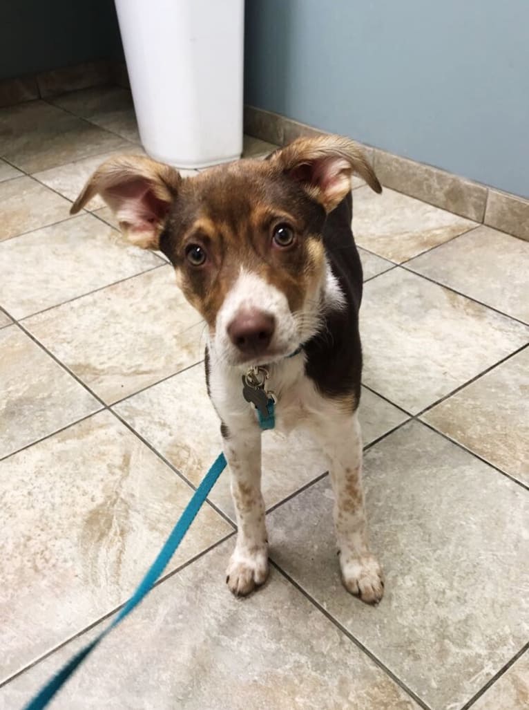 Nova, a Rat Terrier and German Shepherd Dog mix tested with EmbarkVet.com