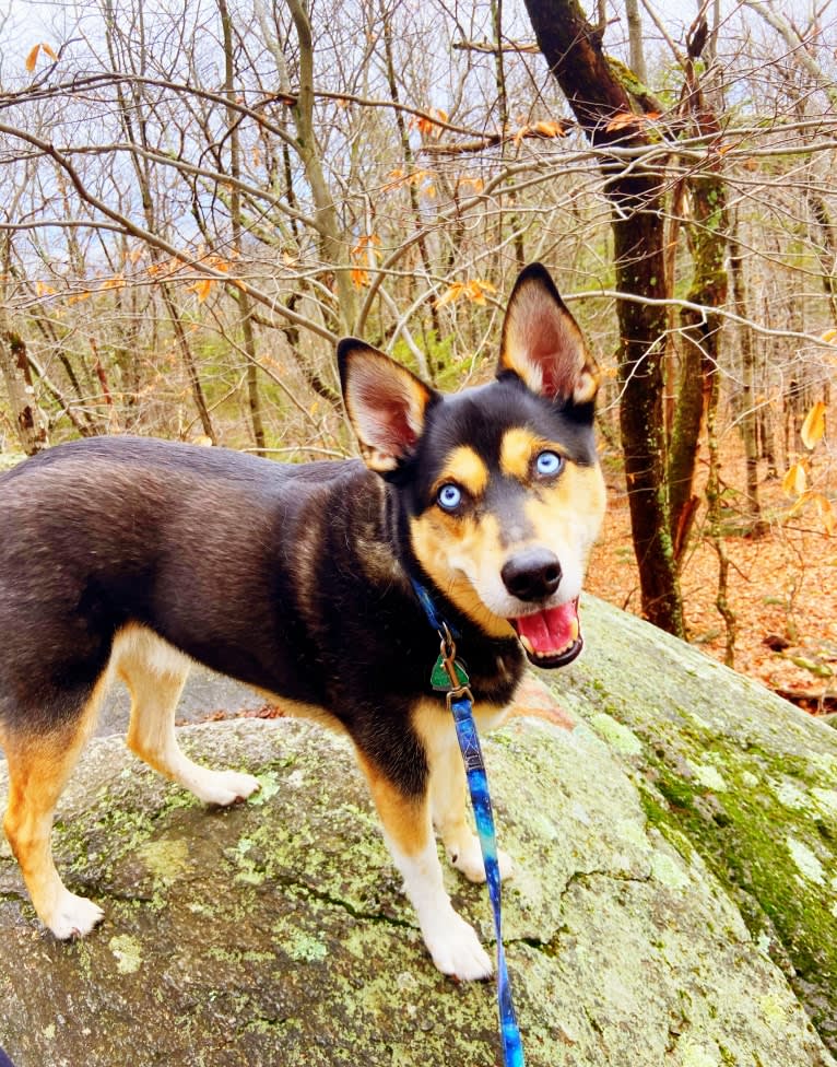 Milo, a Siberian Husky and Rat Terrier mix tested with EmbarkVet.com