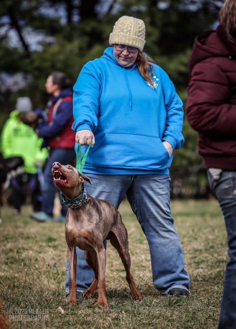 Titan, a Doberman Pinscher tested with EmbarkVet.com