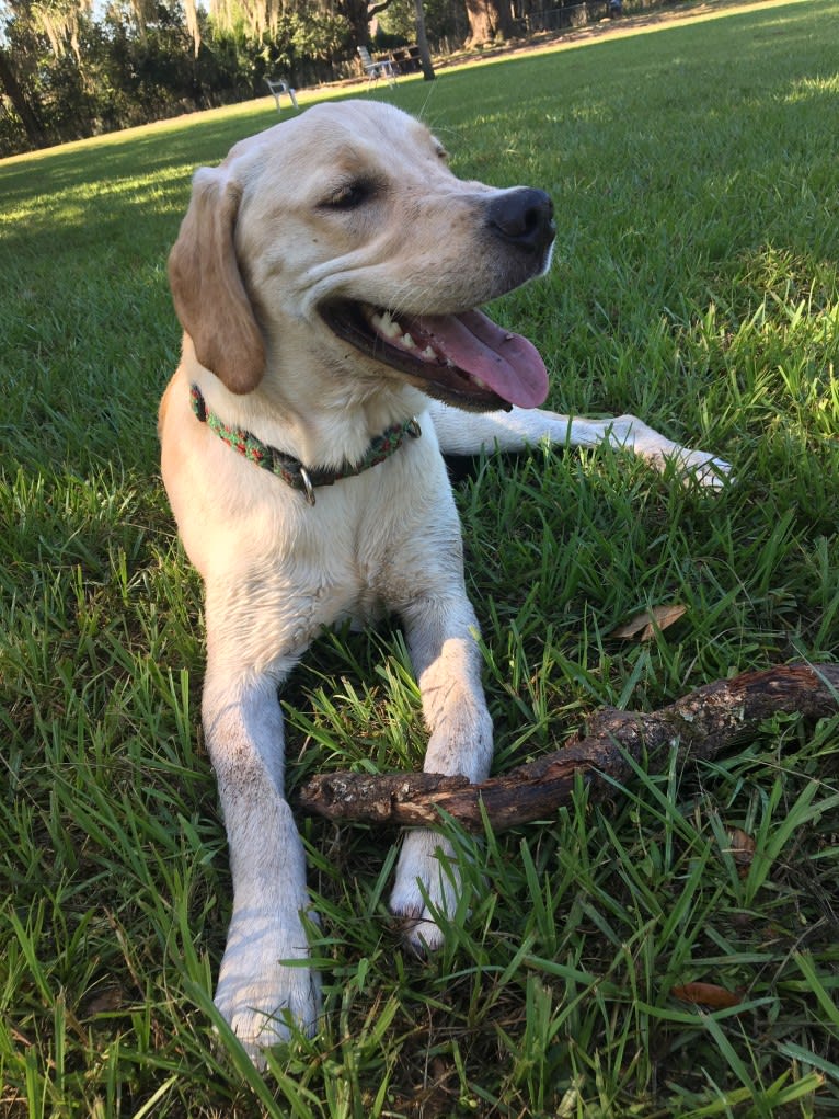 Golden retriever german shorthaired pointer mix store