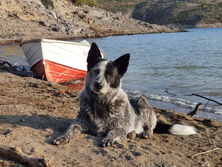 Trace, an Australian Cattle Dog and Koolie mix tested with EmbarkVet.com