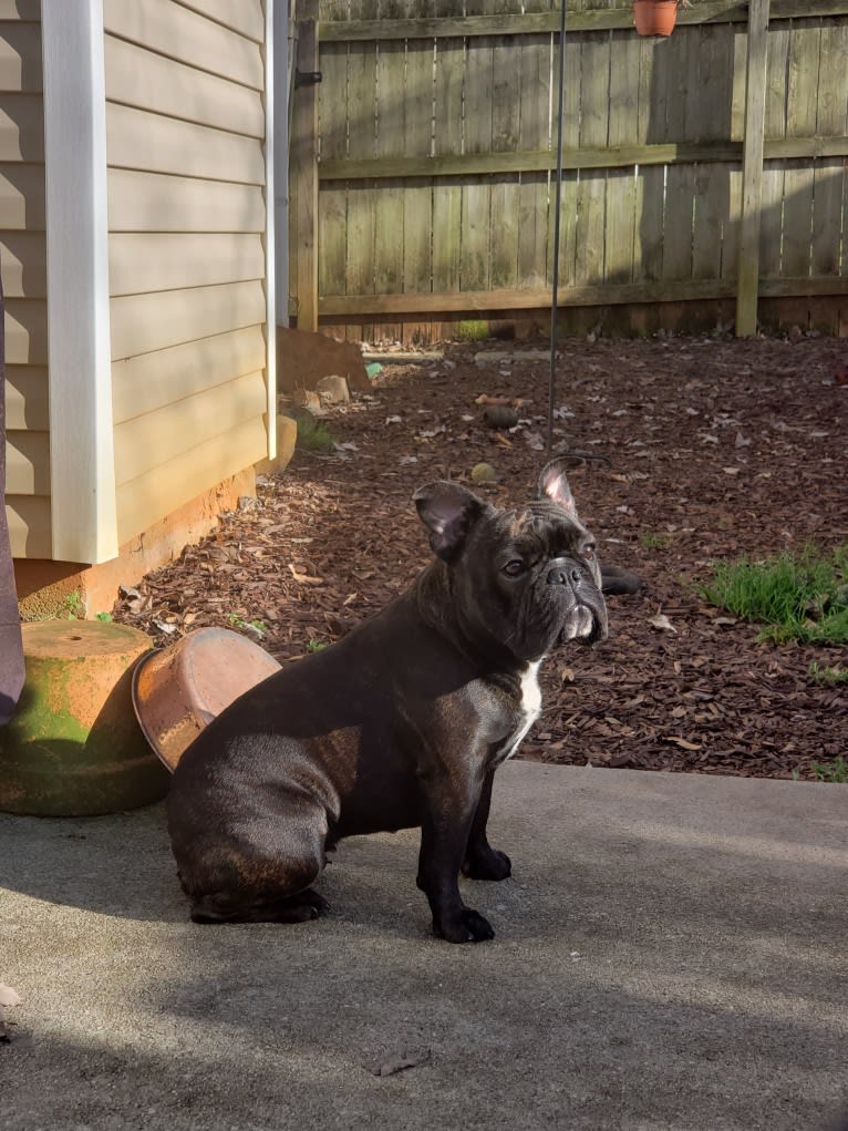 Eris, a French Bulldog and Bulldog mix tested with EmbarkVet.com