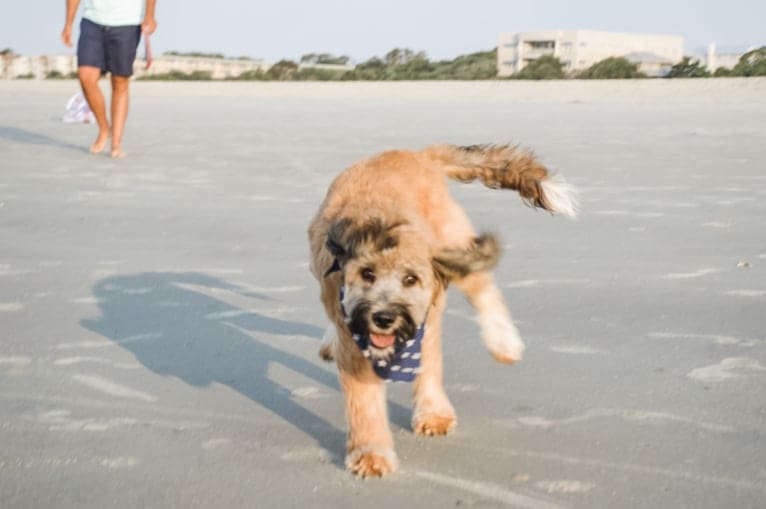 Gunner, a Brittany and Australian Cattle Dog mix tested with EmbarkVet.com