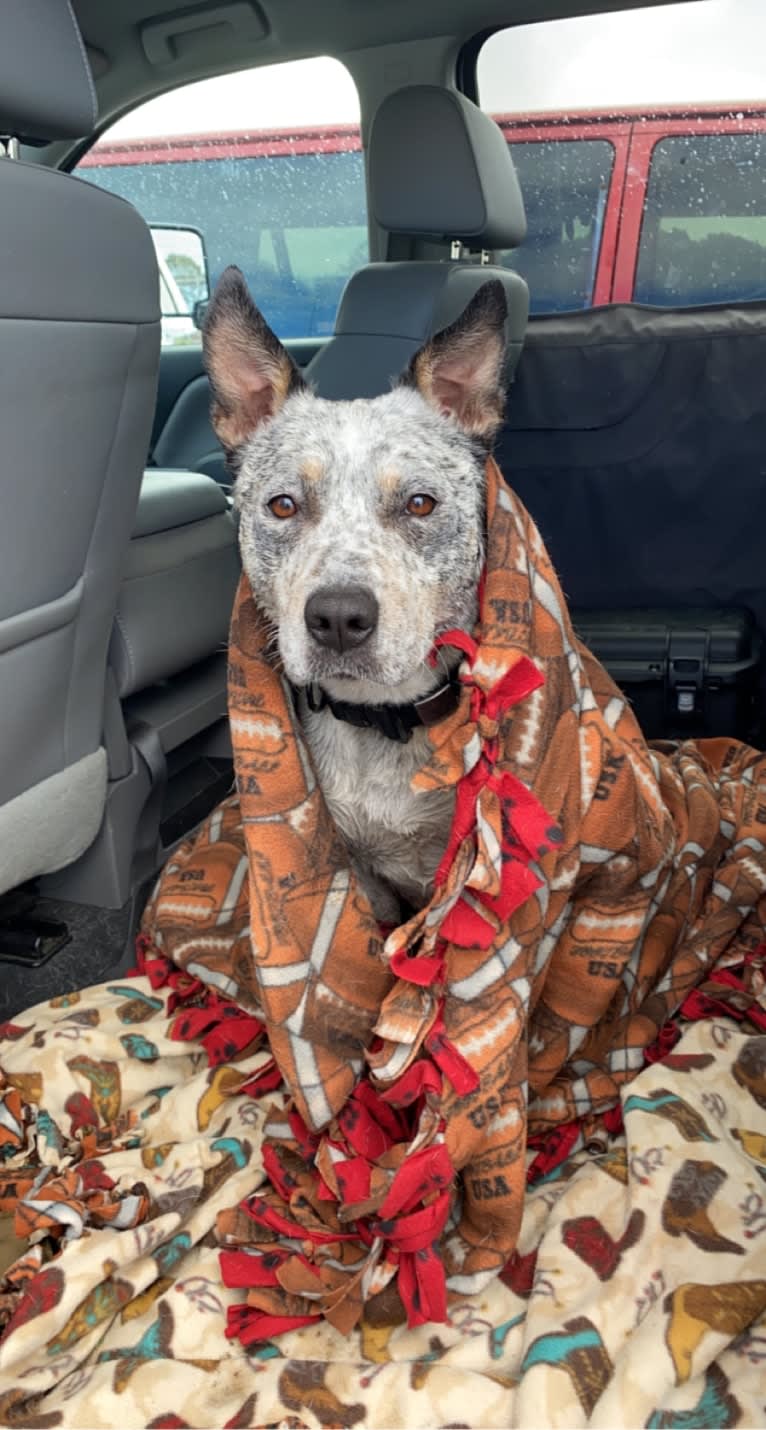 Buggie, an Australian Cattle Dog and American Pit Bull Terrier mix tested with EmbarkVet.com