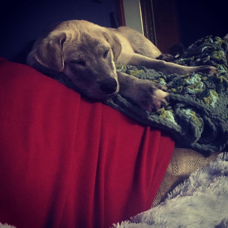 Acrux a dog tested with EmbarkVet.com