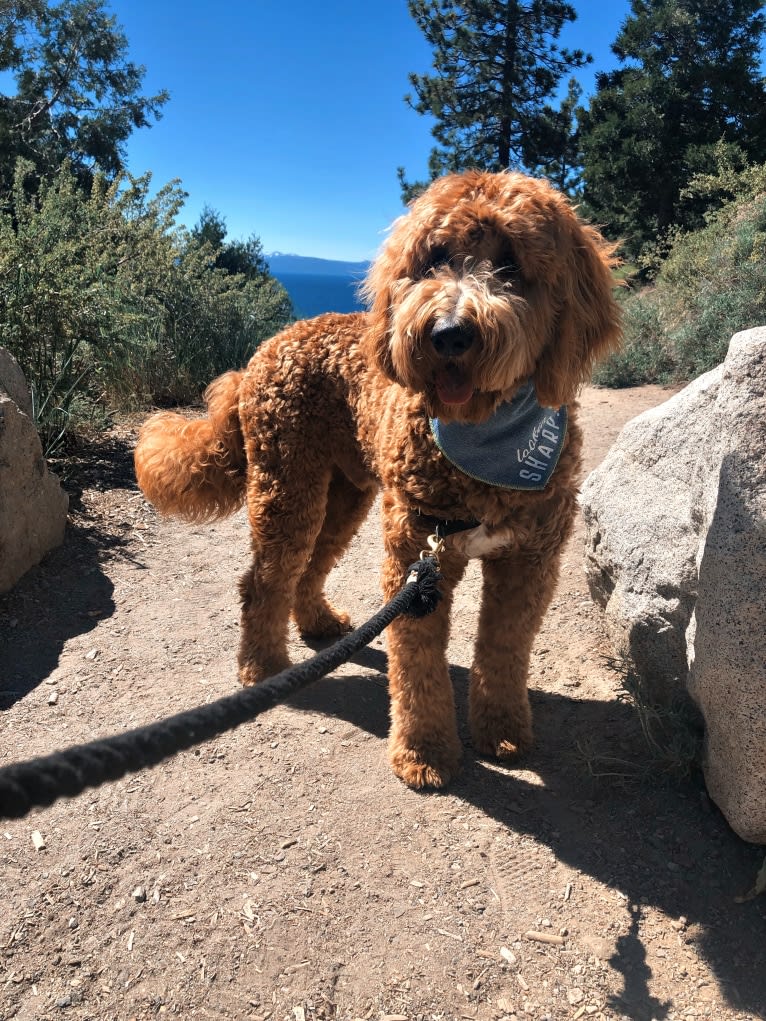 Brodie, a Goldendoodle tested with EmbarkVet.com