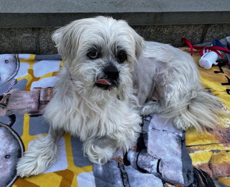 Nemo, a Lhasa Apso tested with EmbarkVet.com