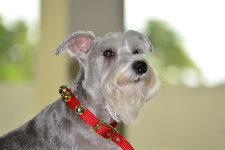 SPARTA, a Miniature Schnauzer tested with EmbarkVet.com