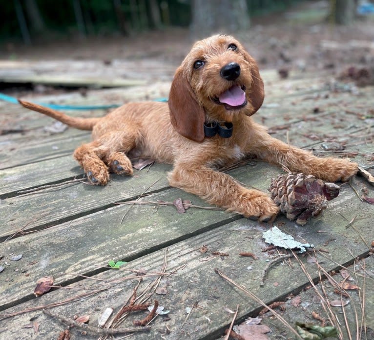 Hitchens, a Basset Fauve de Bretagne tested with EmbarkVet.com