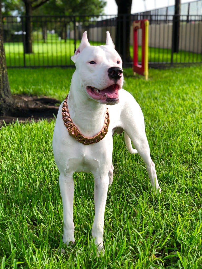 Toro León, a Dogo Argentino tested with EmbarkVet.com