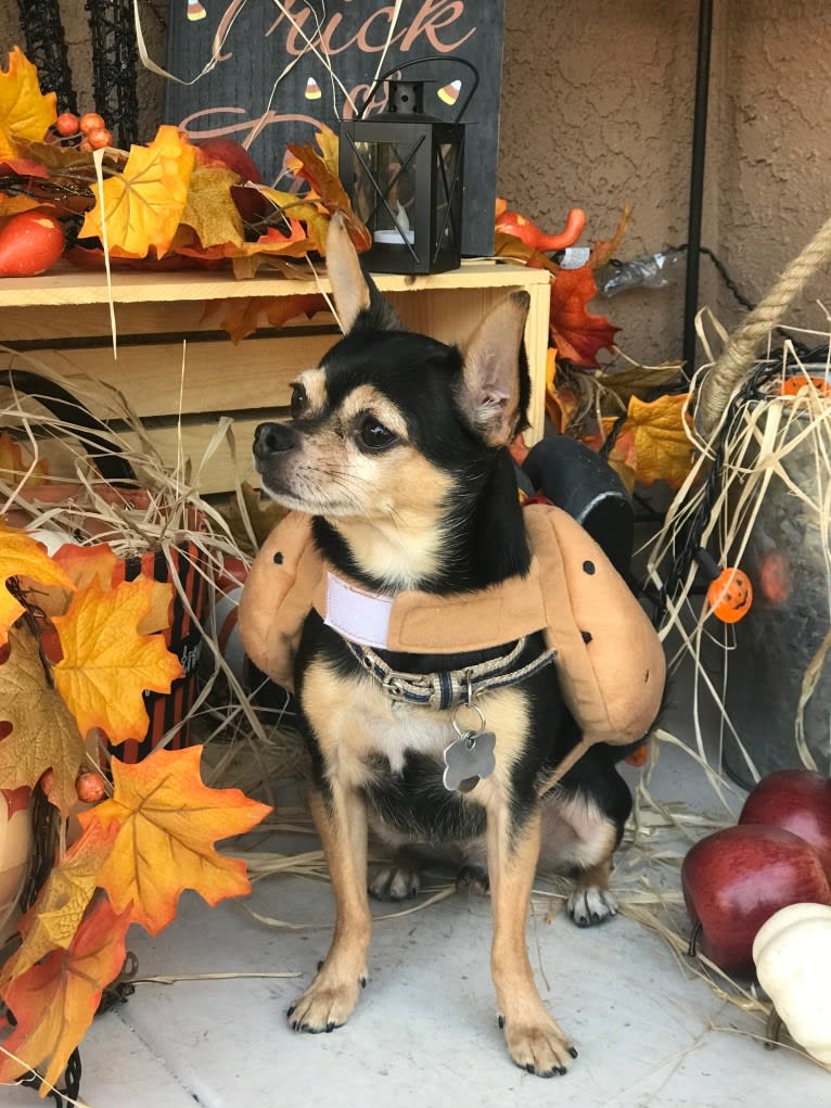 Coqui, a Chihuahua and Yorkshire Terrier mix tested with EmbarkVet.com