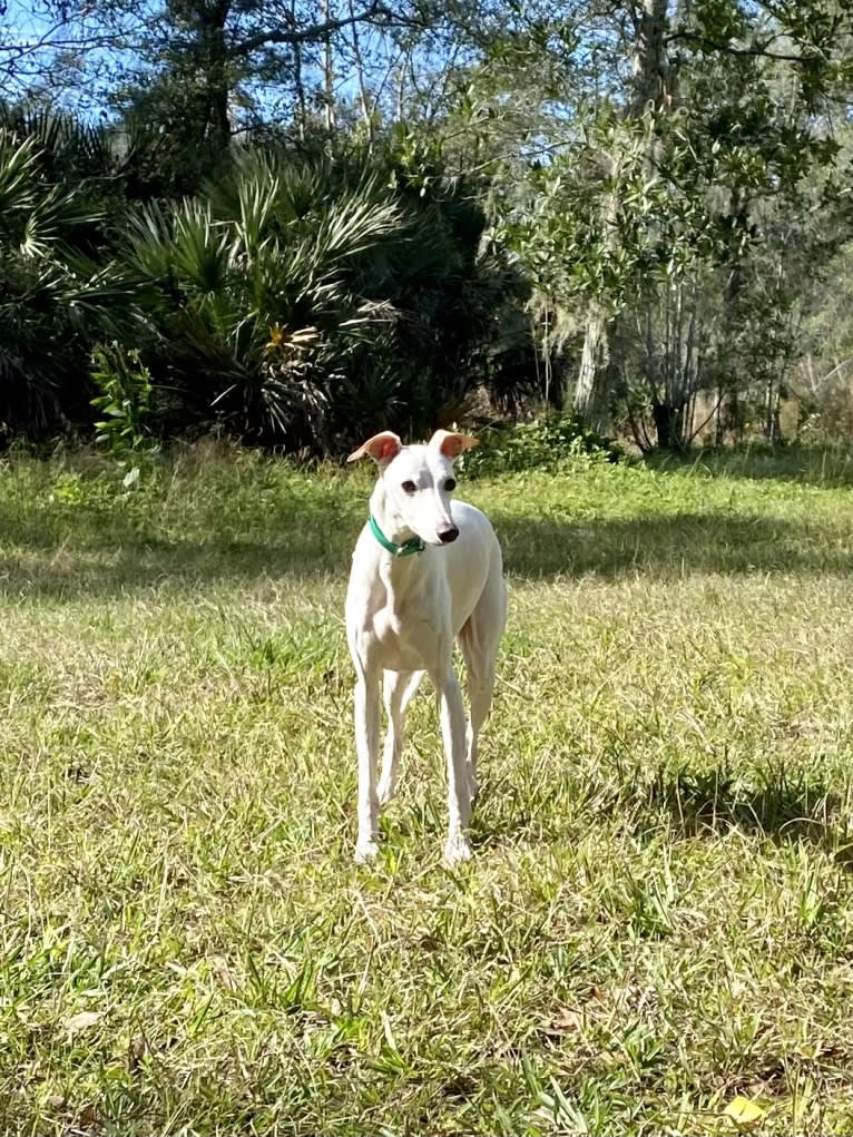 Zoom, a Whippet tested with EmbarkVet.com