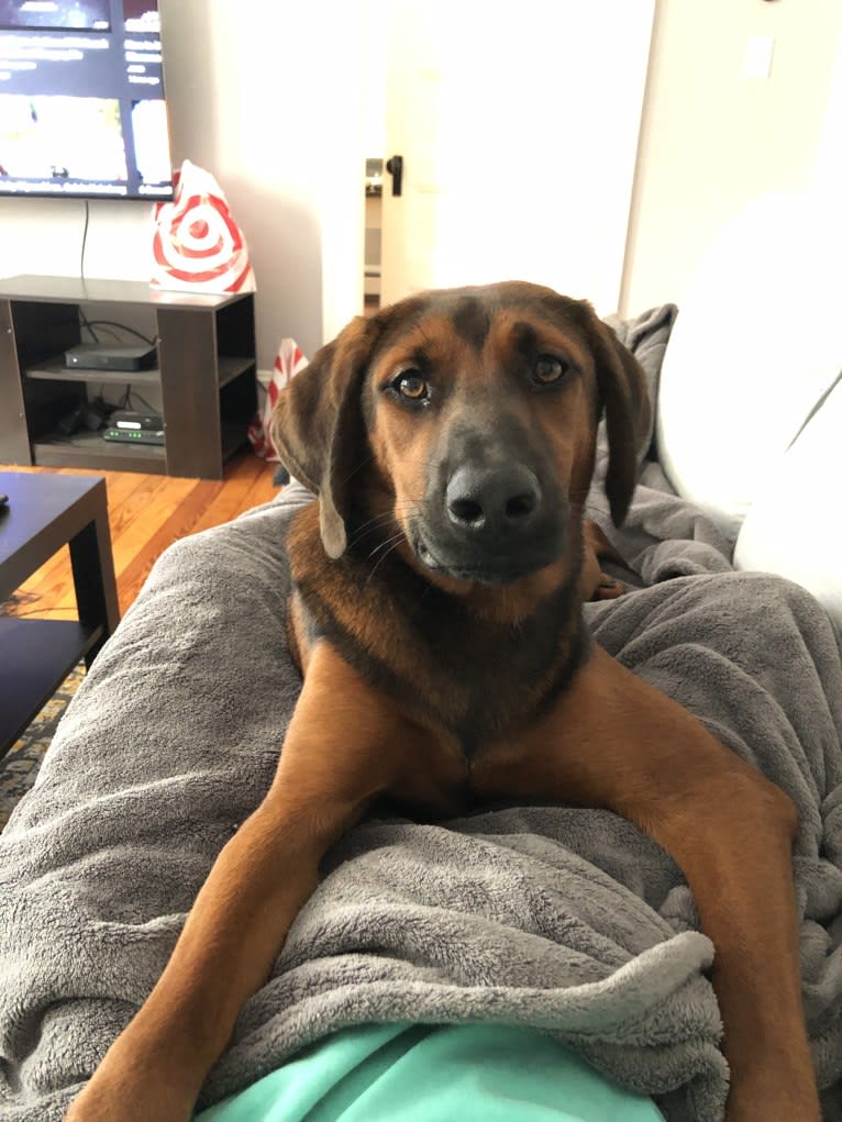 Baxter, a Treeing Walker Coonhound and Chow Chow mix tested with EmbarkVet.com