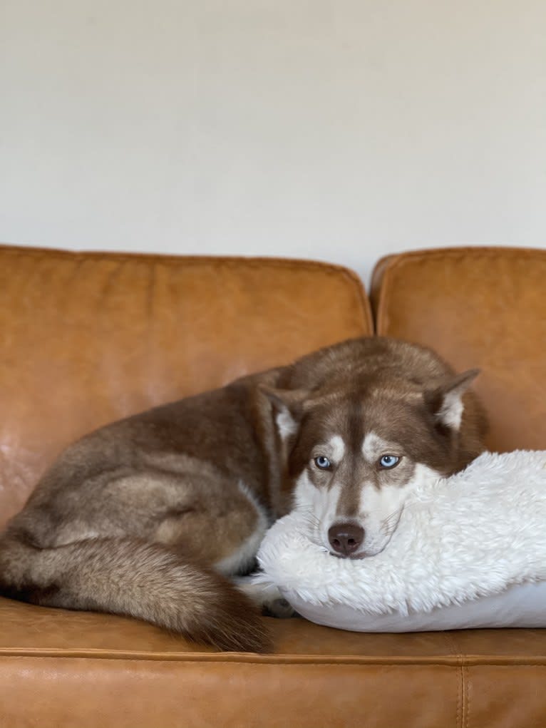 Asha, a Siberian Husky and German Shepherd Dog mix tested with EmbarkVet.com