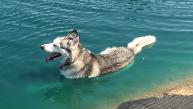 Chamo, a Siberian Husky and Alaskan Malamute mix tested with EmbarkVet.com