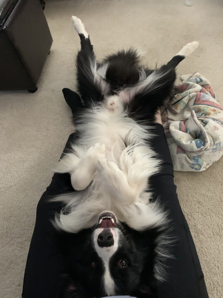 Photo of Bohdi, a Border Collie  in Minnesota, USA
