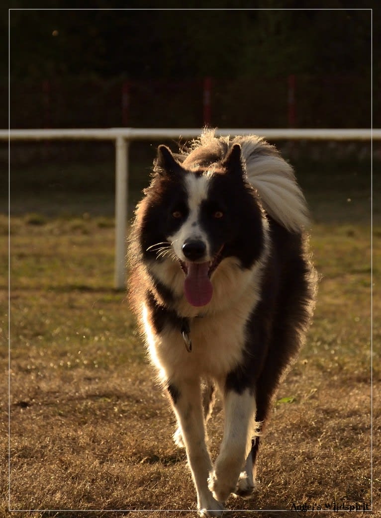 Shayan, a Yakutian Laika tested with EmbarkVet.com