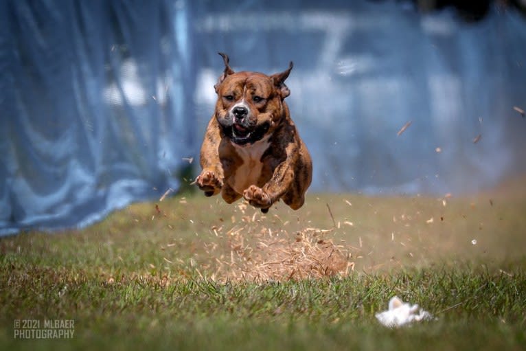 Trip, an American Bulldog tested with EmbarkVet.com