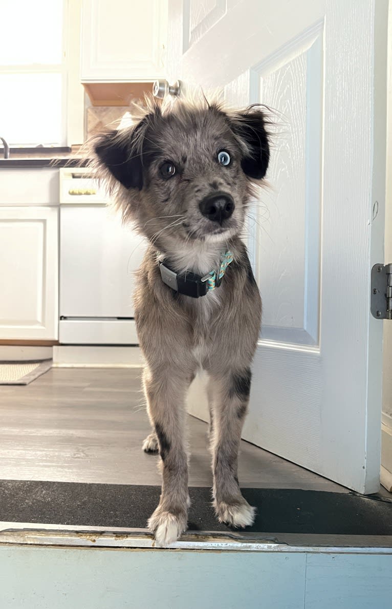 Cusco, a Pyrenean Shepherd tested with EmbarkVet.com