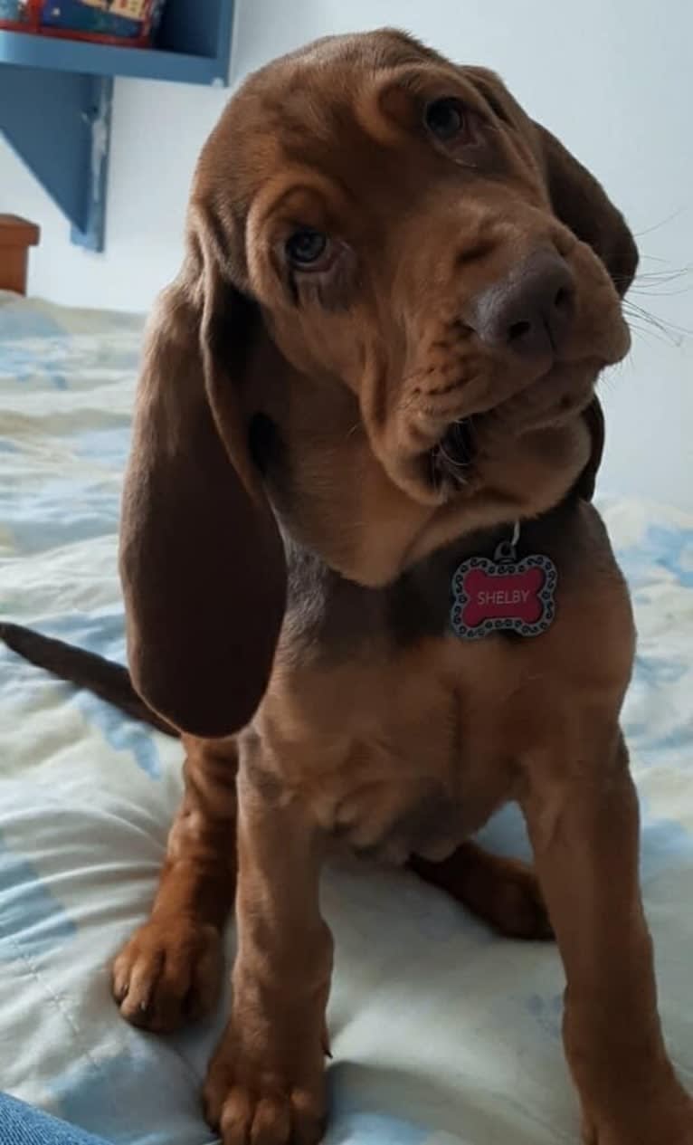 Shelbs, a Bloodhound tested with EmbarkVet.com