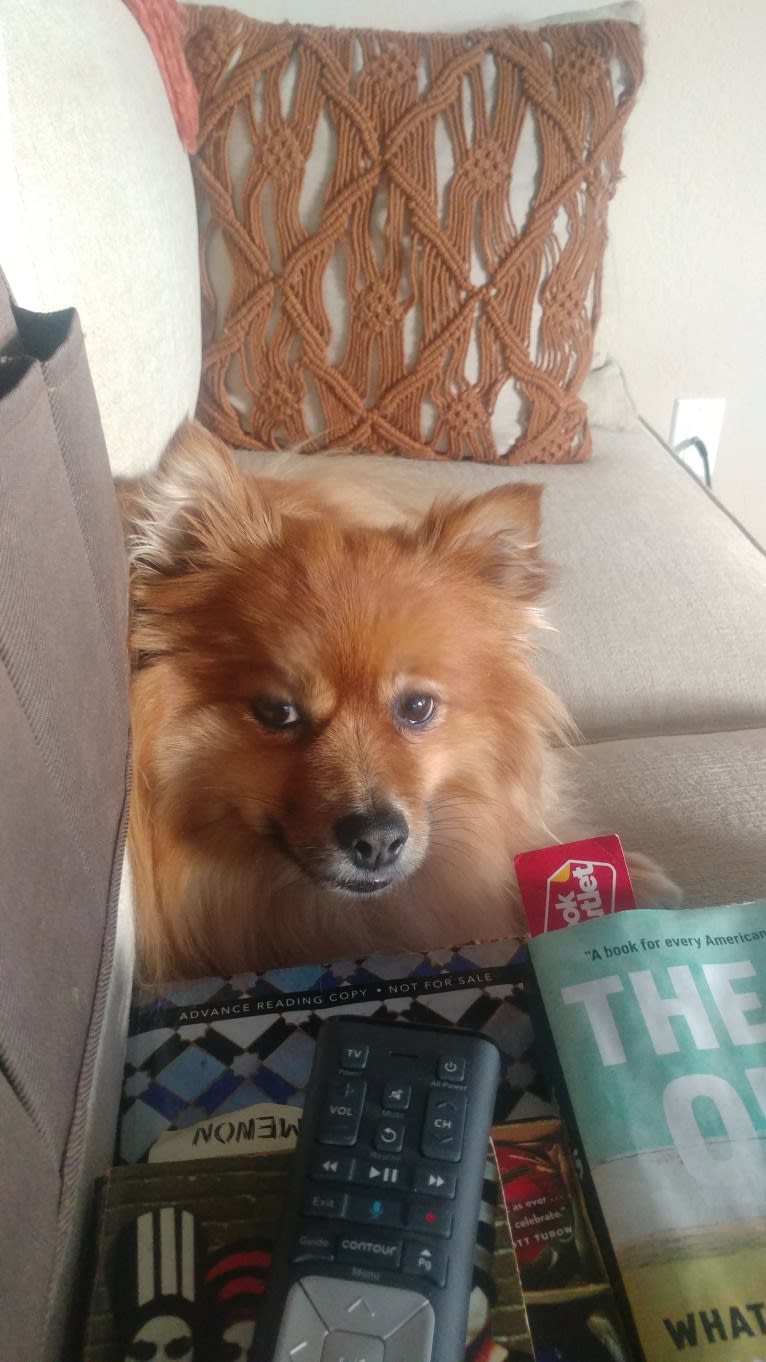 Bear, a Pomeranian tested with EmbarkVet.com