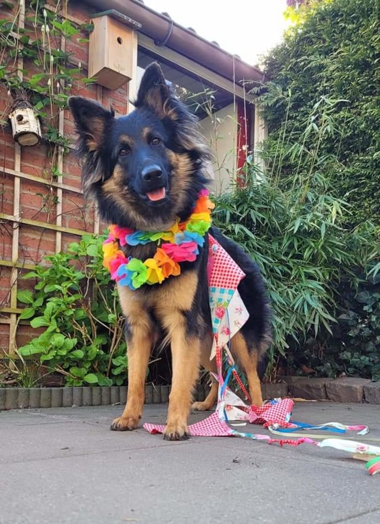 Dává Nám Skathi (Skathi), a Bohemian Shepherd tested with EmbarkVet.com