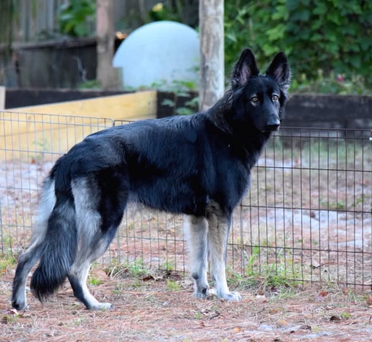 Kona, a Shiloh Shepherd tested with EmbarkVet.com